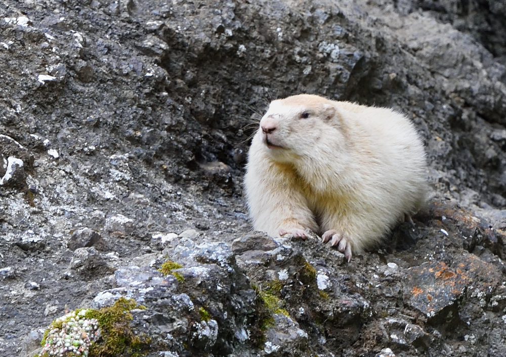 Marmotta leucistica